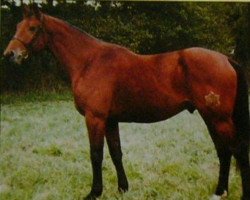 stallion Almach des Isles (Selle Français, 1988, from Alme)