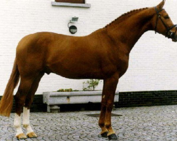 stallion Weltmeyer II (Hanoverian, 1990, from Weltmeyer)