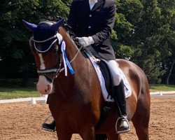 dressage horse Quest of Fame (Hanoverian, 2012, from Quaterhall)