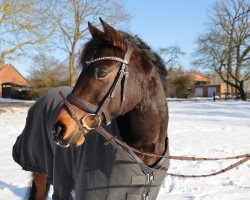 Springpferd SF Frieda (Deutsches Reitpony, 2017, von St. Annens Monsieur N)