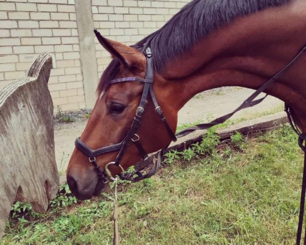 dressage horse Gracious (Trakehner, 2014, from Freudenfest)