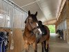 dressage horse Candy Casper (German Riding Pony, 2013, from Cartusch)