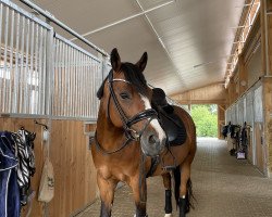 Dressurpferd Candy Casper (Deutsches Reitpony, 2013, von Cartusch)