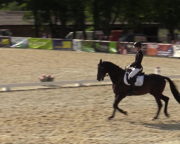 Reitturnier Amstetten 2023