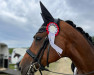 dressage horse Die Miss Marple (Hanoverian, 2012, from Dancier)