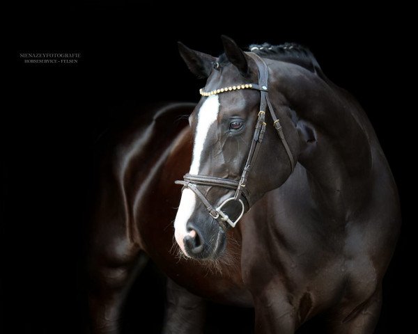 jumper Gabbianos Charlet (Hanoverian, 2011, from Gabbiano 9)