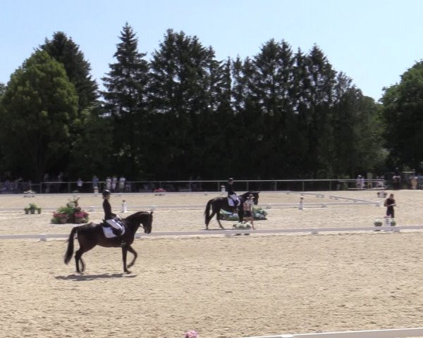 Reitturnier Amstetten 2023
