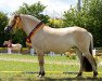 broodmare Finnja (Fjord Horse, 2013, from Vacceur)