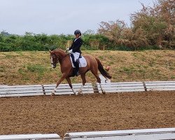 dressage horse Cailey de Luxe (German Riding Pony, 2018, from FS Champion de Luxe)