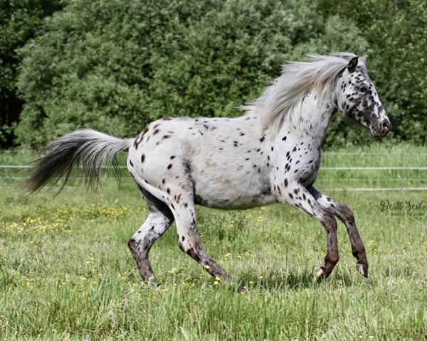 Zuchtstute Maxima (Nederlands Appaloosa Pony, 2020, von Mick-J. van Stal‘t Hofke)