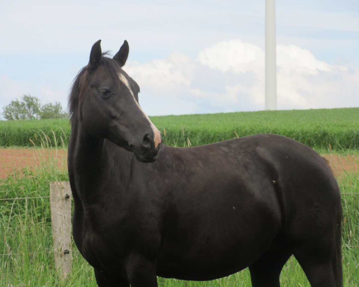 broodmare Dakota Chanel RH (German Riding Pony, 2010, from Dance Star AT NRW)