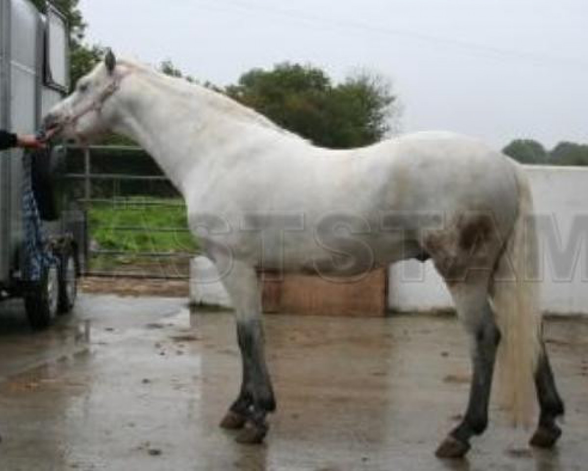 Deckhengst Bunowen Bobby (Connemara-Pony, 2003, von Glencarrig Lexus)