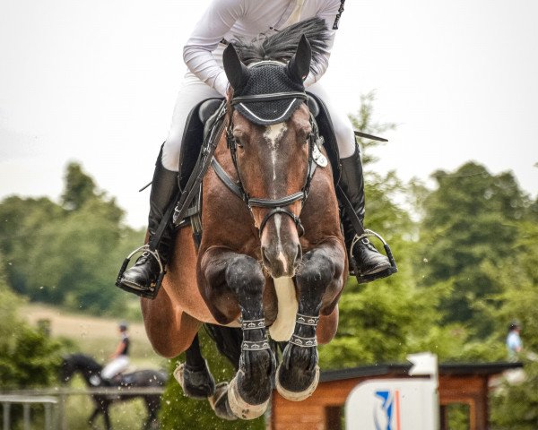 jumper Capo Grande 3 (German Sport Horse, 2015, from Camargo 2)