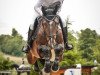 jumper Capo Grande 3 (German Sport Horse, 2015, from Camargo 2)