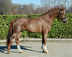 dressage horse So Fine HW (Hanoverian, 2020, from So Unique)