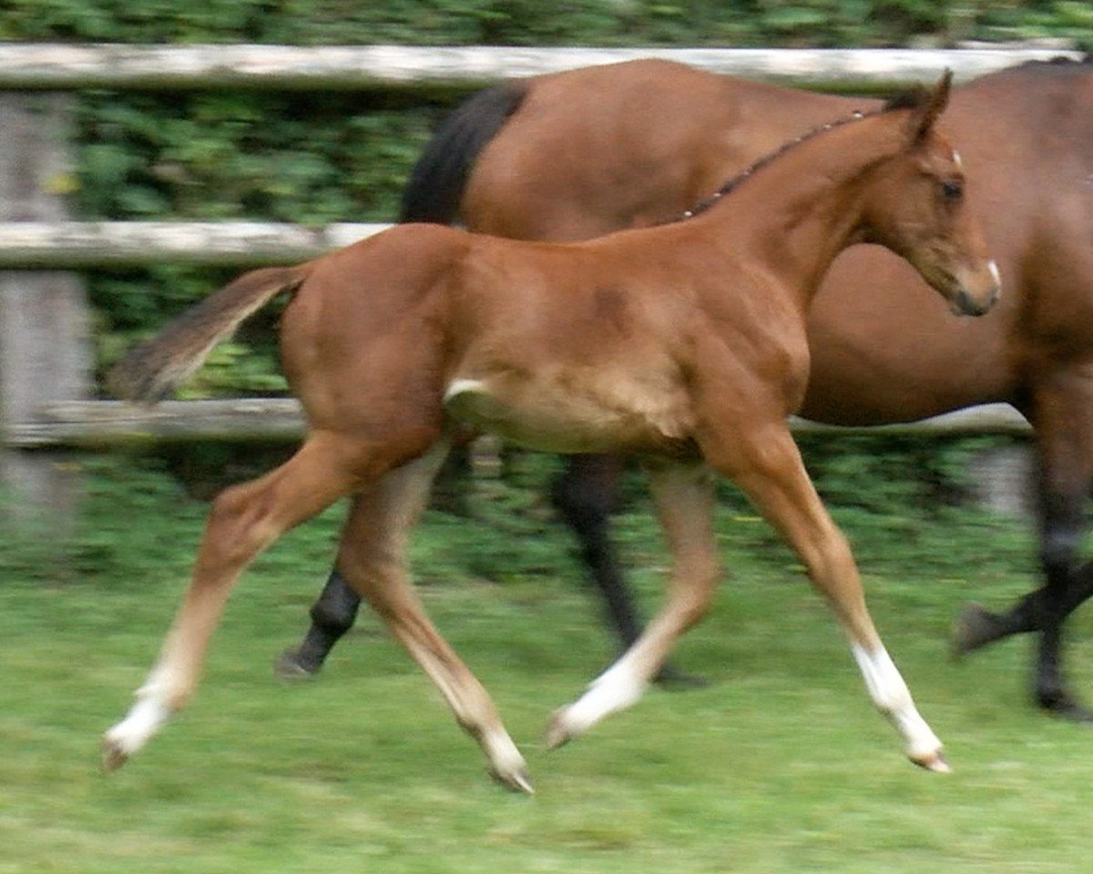 Springpferd Cobalt Express DKS Z (Zangersheide Reitpferd, 2023, von Chacco-Blue)