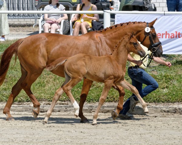 dressage horse Daylight (Hanoverian, 2023, from Dynamic Dream)