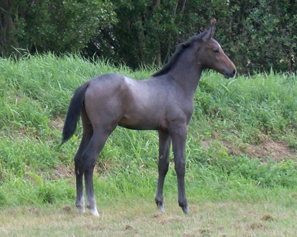 Springpferd Namcalyuis Un Prince (Selle Français, 2023, von Diamant de Semilly)