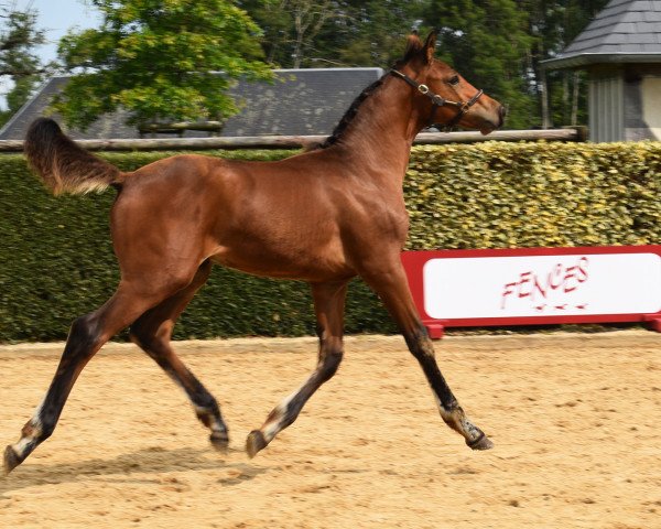 jumper Neroli Pontfol (Selle Français, 2023, from Pegase van 't Ruytershof)