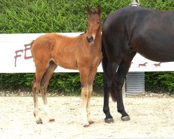 Springpferd Norman Des Premices (Selle Français, 2023, von Cornet’s Balou)