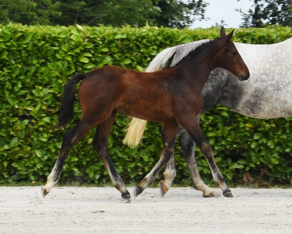 Springpferd Nostradamix de Maugre (Selle Français, 2023, von Ermitage Kalone)