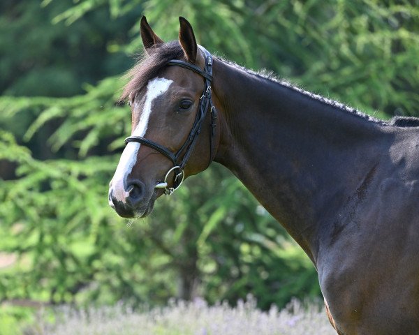 Springpferd It's Me Dela Fortune (Selle Français, 2018, von Contendro I)