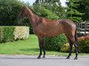 Springpferd Sienna De Brandegem (Belgisches Warmblut, 2018, von Quickly de Kreisker)