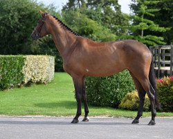 Springpferd Sienna De Brandegem (Belgisches Warmblut, 2018, von Quickly de Kreisker)