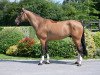 jumper Qualiti Gold (Hanoverian, 2017, from Qualito)