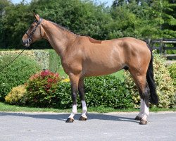 jumper Qualiti Gold (Hanoverian, 2017, from Qualito)