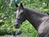 jumper Carlo van't Prinsenveld Z (Zangersheide riding horse, 2016, from Casall)