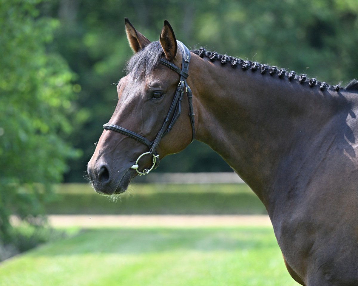 jumper Little Dance W (KWPN (Royal Dutch Sporthorse), 2016, from Stakkato Gold)