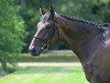 Springpferd Little Dance W (KWPN (Niederländisches Warmblut), 2016, von Stakkato Gold)