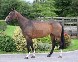 broodmare Floralie de Riverland (Selle Français, 2015, from Qlassic Bois Margot)