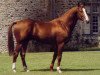stallion Alize AA (Anglo-Arabs, 1966, from Nithard AA)