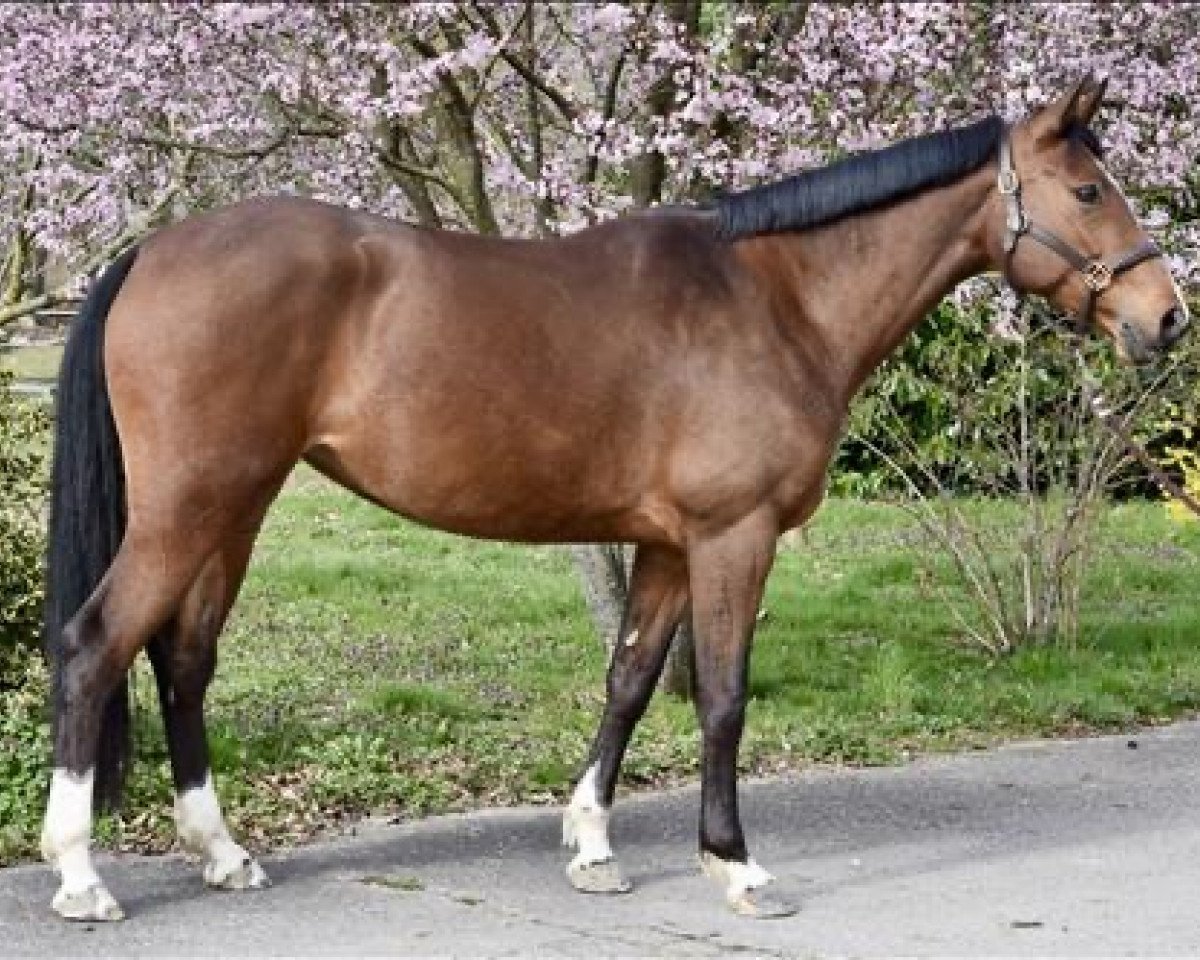 Springpferd Fanatik Saint Clair (Selle Français, 2015, von Toutim Saint Clair)