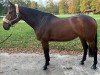 Springpferd Richgirl Saintclair Z (Zangersheide Reitpferd, 2009, von Richebourg)