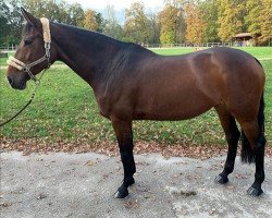 Springpferd Richgirl Saintclair Z (Zangersheide Reitpferd, 2009, von Richebourg)