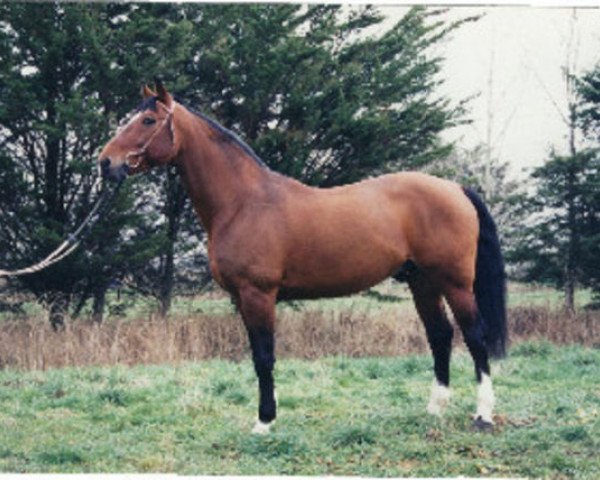stallion Valme Barbes (Selle Français, 1987, from Almé)