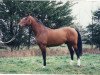 stallion Valme Barbes (Selle Français, 1987, from Alme)