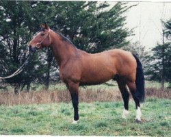 stallion Valme Barbes (Selle Français, 1987, from Alme)