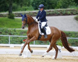 dressage horse Basic Firestone H.s. (German Sport Horse, 2014, from Belissimo NRW)