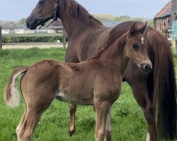 horse Hengst von Escolar / Benicio (Westfale, 2023, from Escolar)