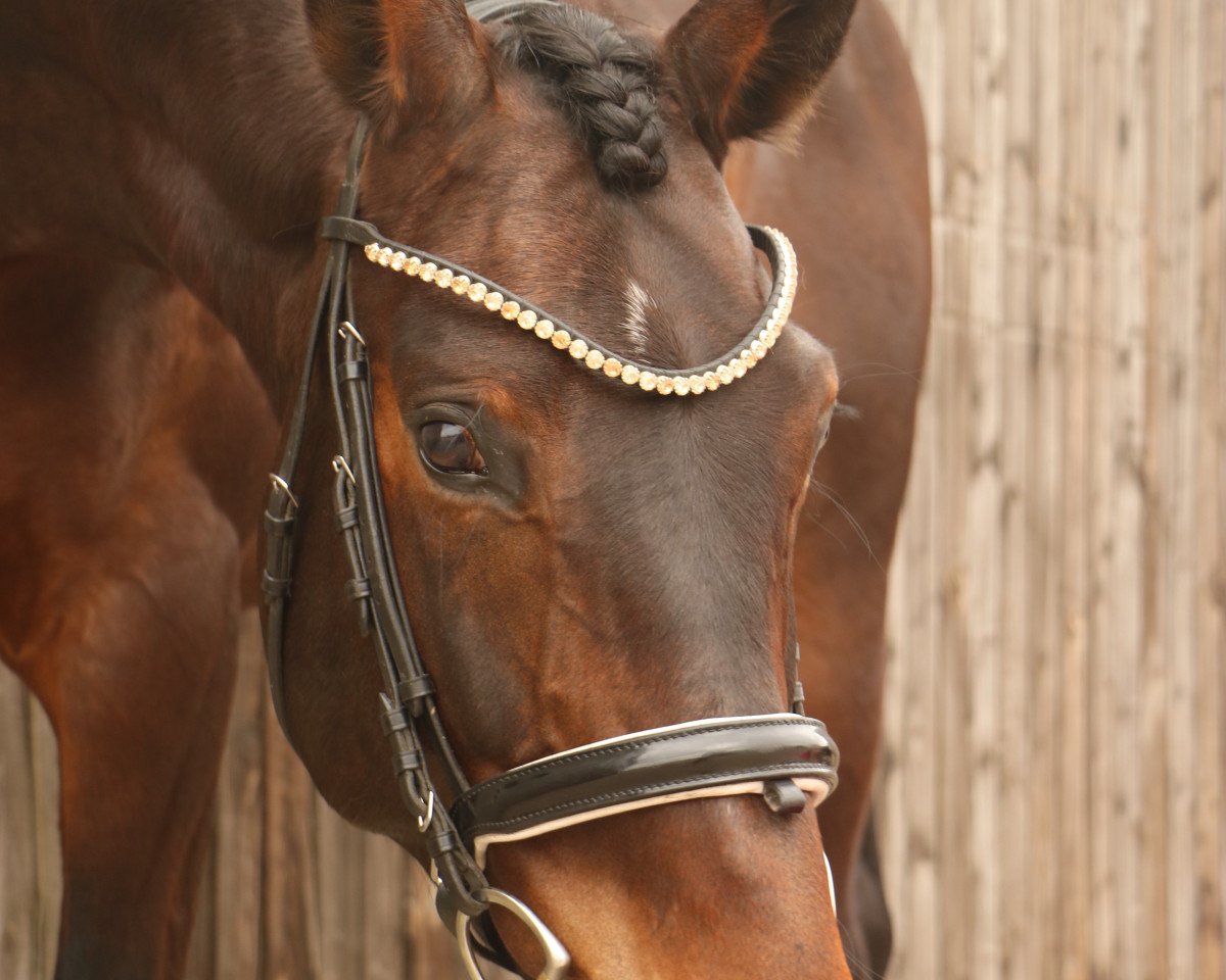 jumper Qadira P (Hanoverian, 2016, from Qualito)