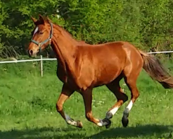 dressage horse Stute von Blickfang / Dream On (Westphalian, 2017, from Blickfang)