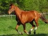 dressage horse Stute von Blickfang / Dream On (Westphalian, 2017, from Blickfang)