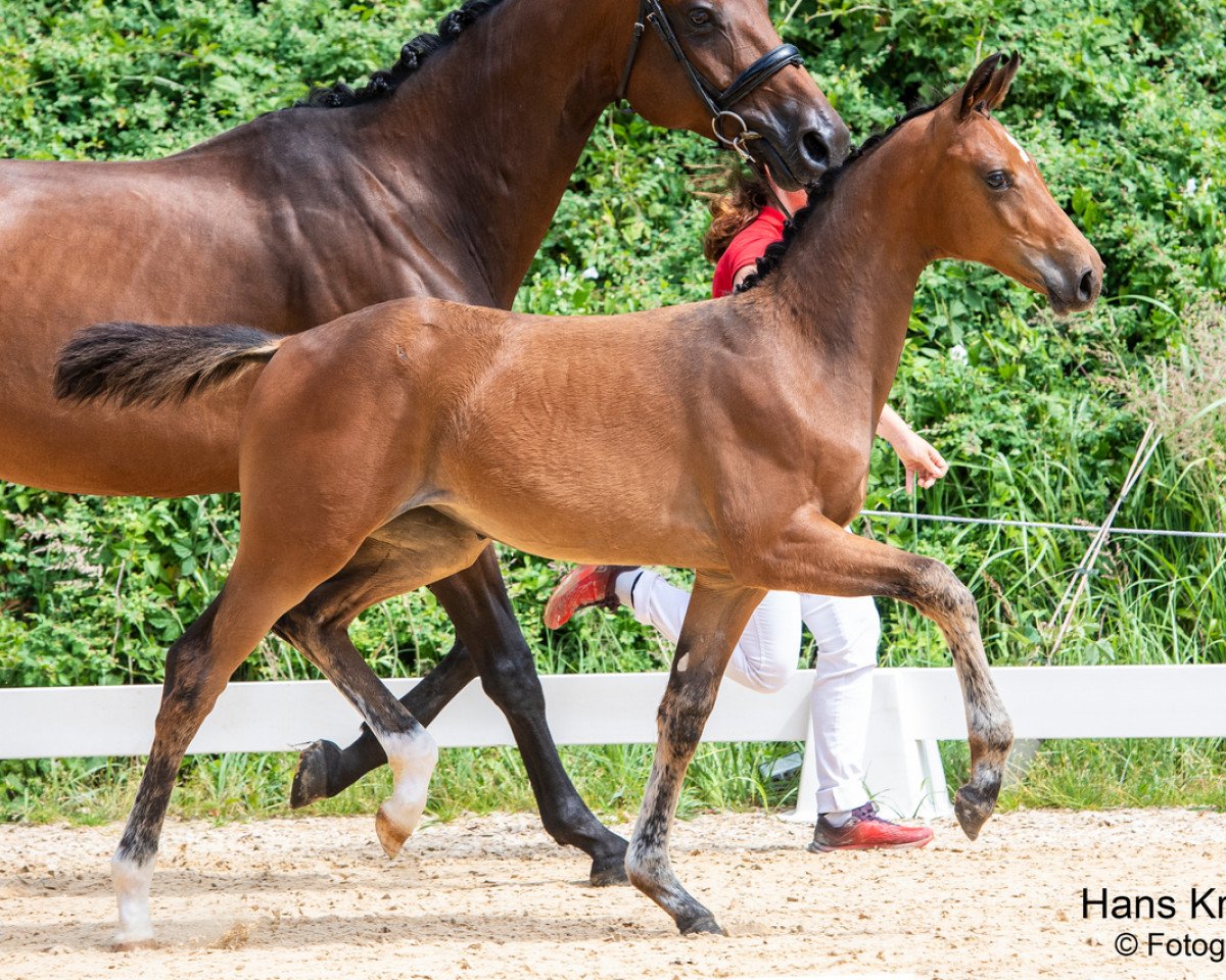dressage horse Stellis FH (Austrian Warmblood, 2023, from Ellis NRW)