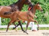 dressage horse Stellis FH (Austrian Warmblood, 2023, from Ellis NRW)