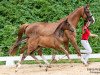 horse Powerpuff Girl FH (Austrian Warmblood, 2023, from Contendro I)