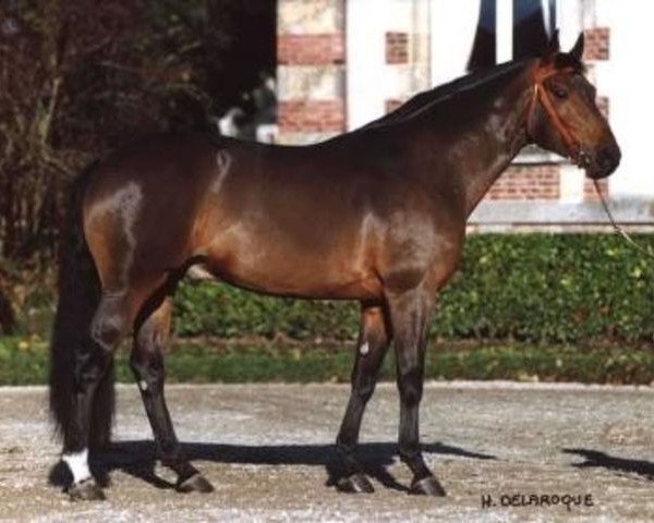 stallion Idem de B'Neville (Selle Français, 1996, from Apache d'Adriers)